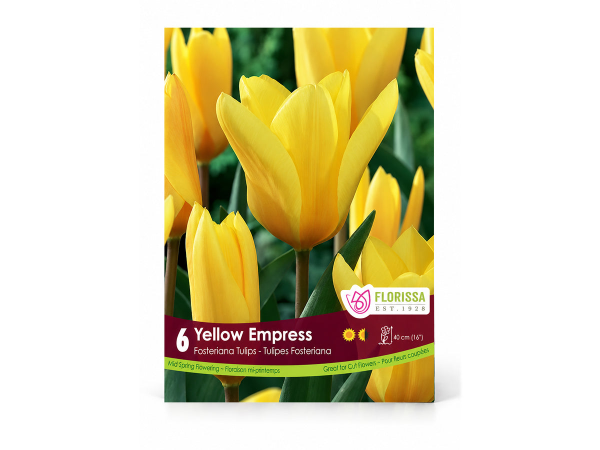 Tulip Bulbs – ‘Yellow Empress’